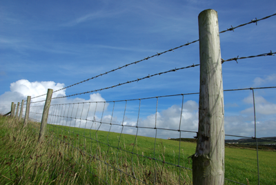 barbedwirefence, barb wire fence, barb wire, rural fences, cattle fences